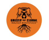 Grizzly Clonal Walnut Rootstock